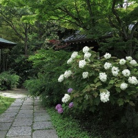 浄光明寺のあじさい。数は少ないですがきれいです。たくさんあればいいというものでもないですね。