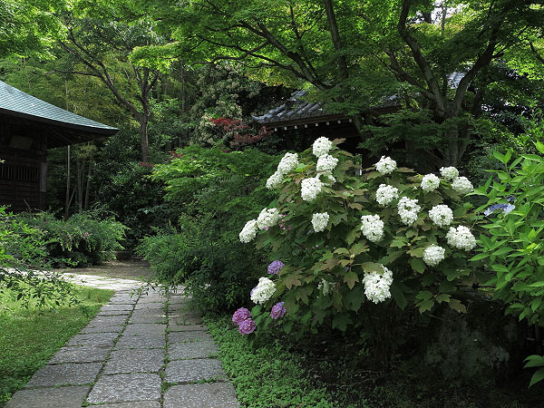 浄光明寺のあじさい。数は少ないですがきれいです。たくさんあればいいというものでもないですね。