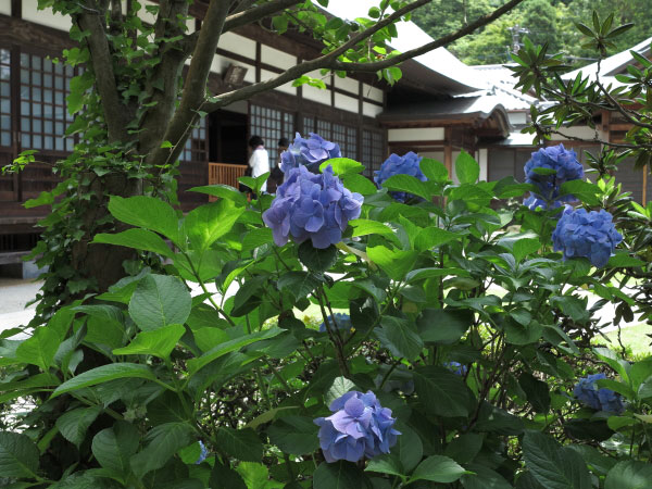 浄妙寺、本堂前のあじさい。