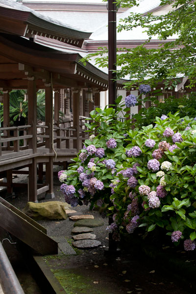 光明寺、大殿脇のあじさい。