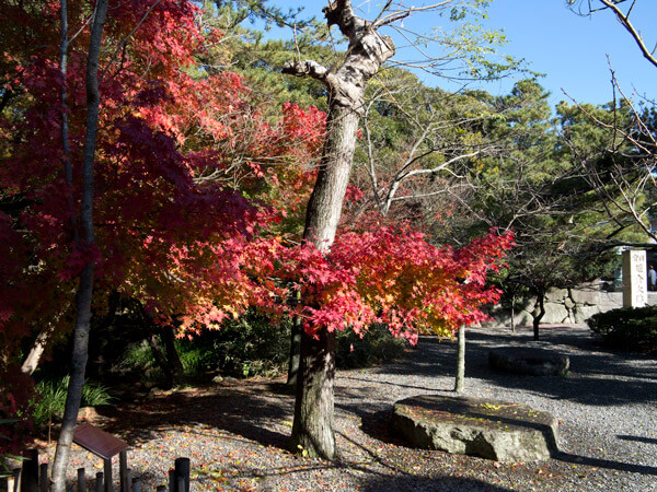 紅葉の足元に礎石があります。