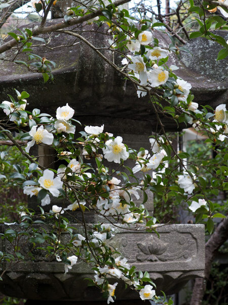 安国論寺の山茶花(サザンカ)。
