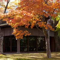 箱根美術館の紅葉。茶室「真和亭」ではもみじをみながらお茶がいただけます。