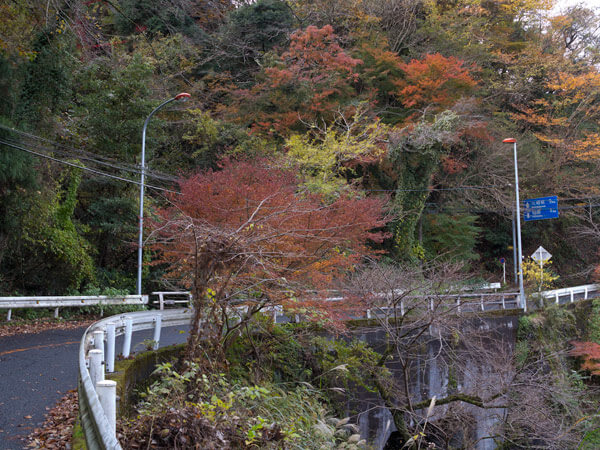 県道沿いに紅葉。