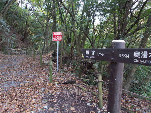 やっと舗装道路の県道から抜けてきれいな森の中の道に入ります。