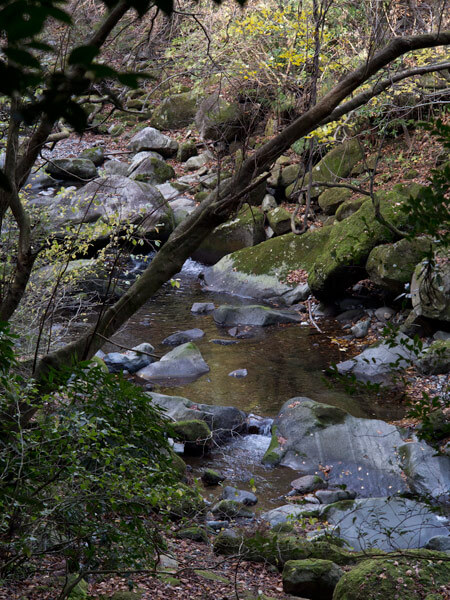 自然歩道の右側に須雲川が流れています。