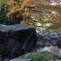 須雲川自然探勝歩道に入って約10分、川沿いに紅葉があります。きれいな川、巨石とあいまってよい景色です。