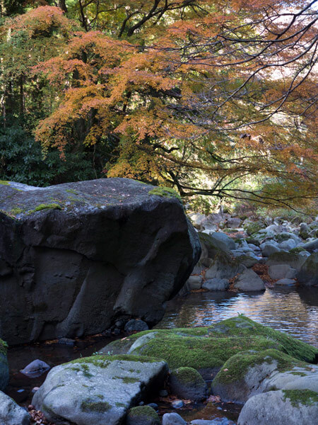 須雲川自然探勝歩道に入って約10分、川沿いに紅葉があります。きれいな川、巨石とあいまってよい景色です。