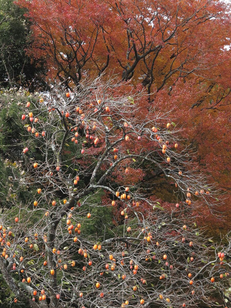 右方向に大きな柿の木があります。