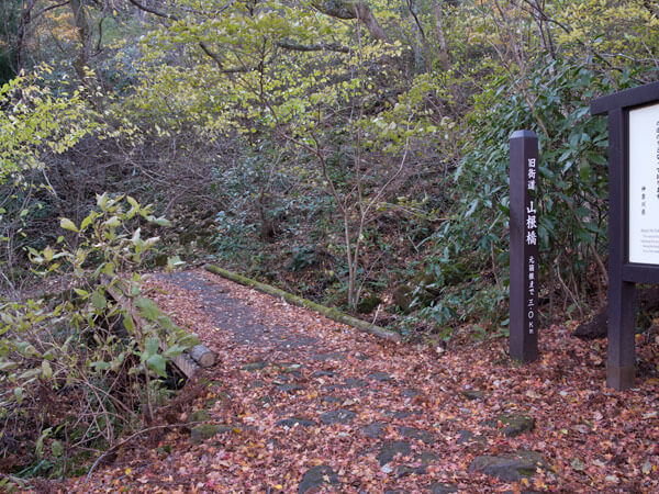 森の中は秋らしい景色です。