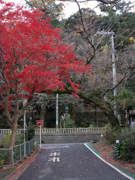 早雲公園から降りると道沿いに鮮やかな紅葉がありました。