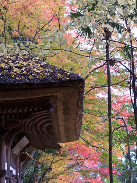 茅葺屋根と紅葉した大銀杏がとてもきれいです。