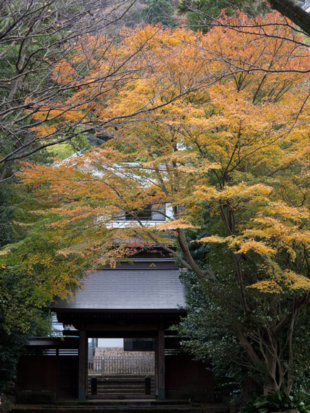 県道沿いにある早雲寺山門付近の紅葉。