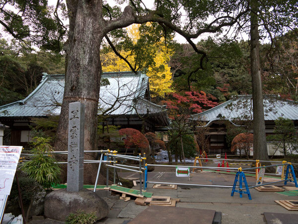 早雲寺に着きました。工事中は残念でしたが、本堂越しに紅葉がみえます。