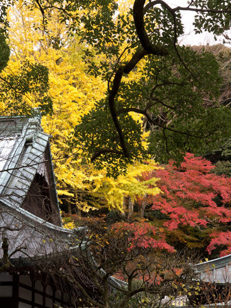 早雲寺の紅葉。