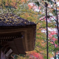 箱根、早雲寺の紅葉。
