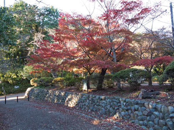 源氏山の紅葉
