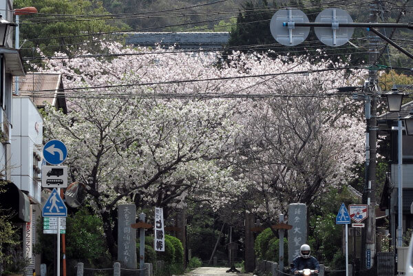宝戒寺の桜。