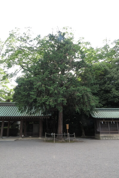 北白川房子様(成久王妃 房子内親王、1890-1974)お手植えの檜です。