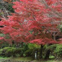 平成28年(2016年)11月16日の源氏山