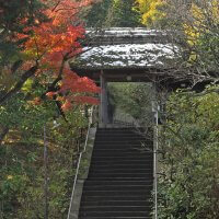 平成28年(2016年)11月25日、東慶寺の紅葉。