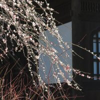 平成29年(2017年)2月15日、瑞泉寺の梅。本堂のある平場の梅。