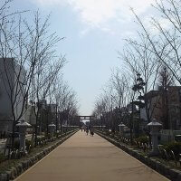 平成29年(2017年)3月28日、段葛の桜。