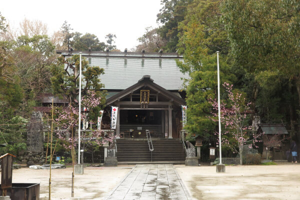 天津神明宮の御正殿。左右には紅山桜が植えられています。別名は大山桜、蝦夷山桜。東北や北海道に自生している桜です。まだ鎌倉のソメイヨシノは咲いていませんでしたが、もう咲いていました。