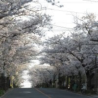 平成29年(2017年)4月13日、午後4時頃。ハイランドの桜。