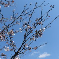 平成29年(2017年)4月3日、鶴岡八幡宮の桜