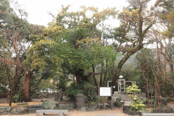 天津神明宮の「まるばちしゃの木」。