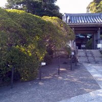 平成29年(2017年)4月25日、安養院のツツジ。