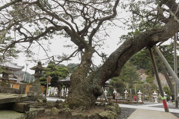 誕生寺境内の松。どのくらいの樹齢なのでしょう。見惚れてしまいました。