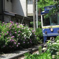 平成29年(2017年)6月5日、御霊神社のあじさい。
