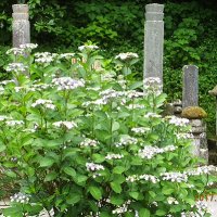 平成29年(2017年)6月7日(水)、比企一族の墓前に咲く、妙本寺のあじさい。