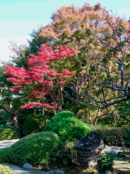 平成29年(2017年)11月16日 浄妙寺の紅葉。