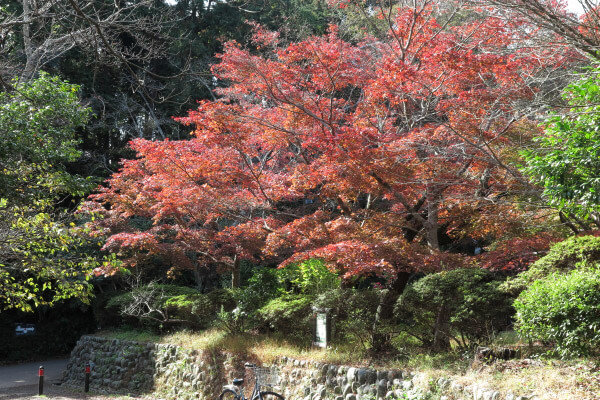 平成29年(2017年)11月16日 源氏山の紅葉。
