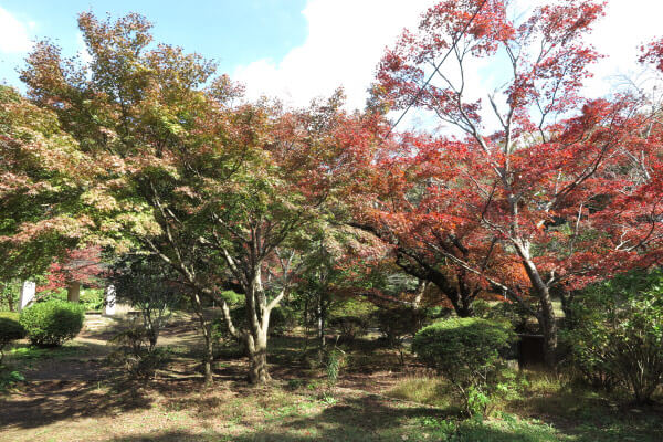 平成29年(2017年)11月16日 源氏山の紅葉。