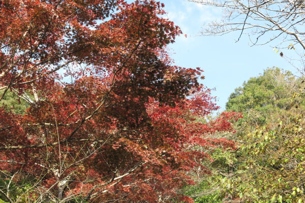 平成29年(2017年)11月16日 源氏山の紅葉。