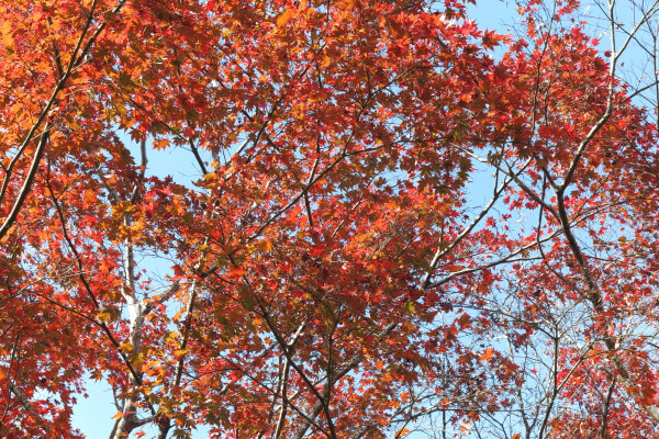 平成29年(2017年)11月16日 源氏山の紅葉。