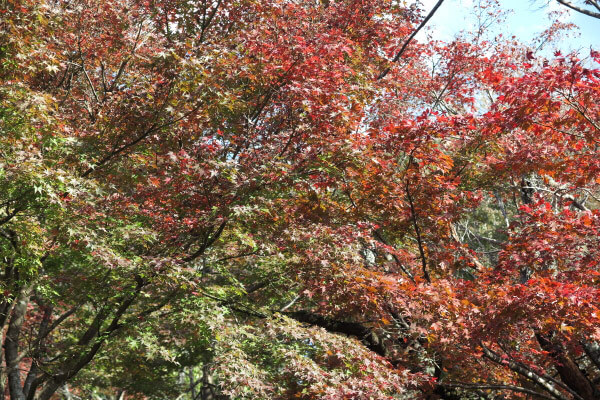 平成29年(2017年)11月16日 源氏山の紅葉。