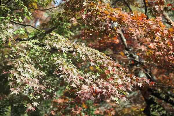 平成29年(2017年)11月16日 源氏山の紅葉。