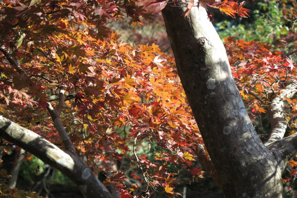 平成29年(2017年)11月16日 源氏山の紅葉。