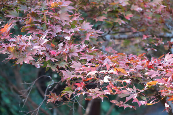 平成29年(2017年)11月16日 源氏山の紅葉。