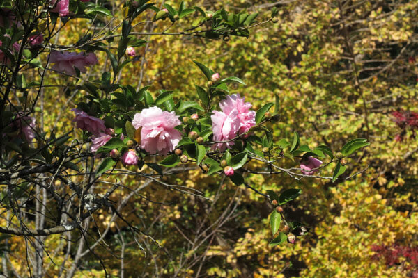 平成29年(2017年)11月16日 源氏山の山茶花。
