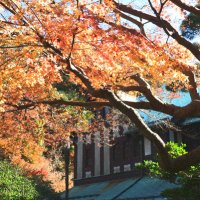 旧華頂宮邸の紅葉。