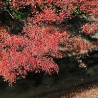 犬懸橋の紅葉。