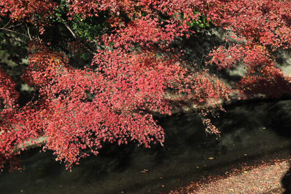 犬懸橋からの紅葉