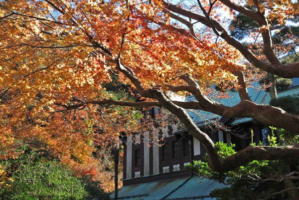 平成29年(2017年)12月10日(土)旧華頂宮邸の紅葉。