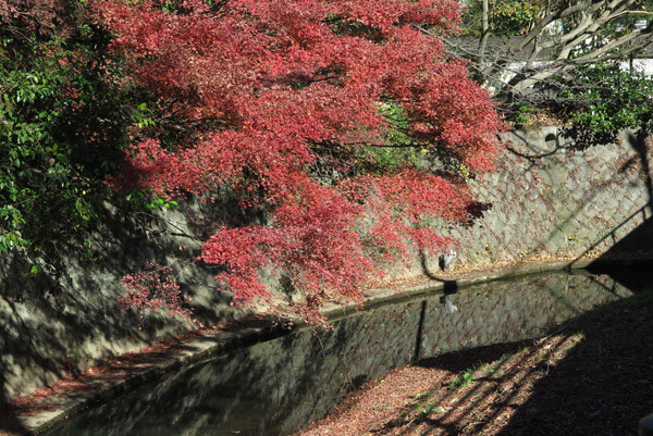 平成29年(2017年)12月10日(土)、犬懸橋の紅葉。